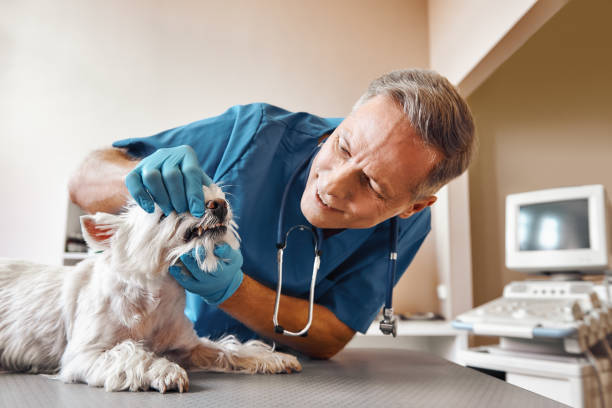 Best Weekend Emergency Dentist in Lofall, WA
